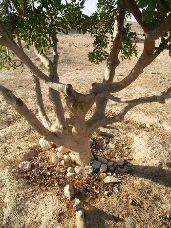 Planting New Trees in the Negev - click for Closeup