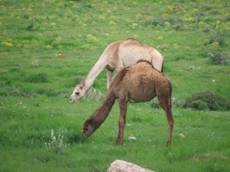 Camels Grazing