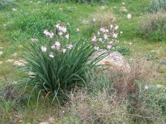 Spring Flowers